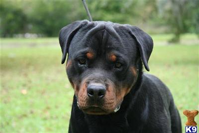 Dogs for Sale
